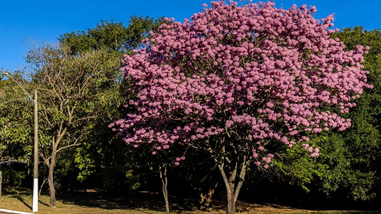 Cuál es el árbol rosado que perfuma jardines y es posible sembarlo