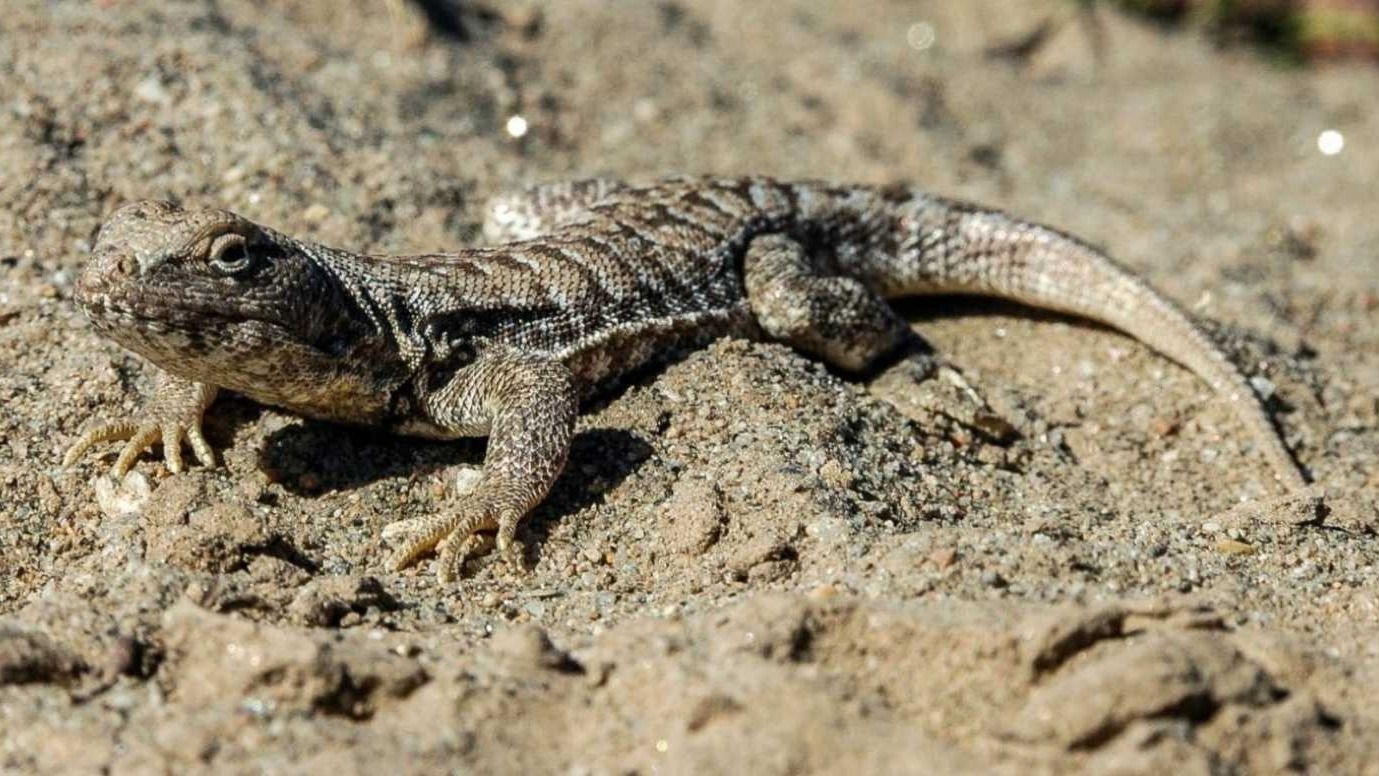 Mendoza fortalece su patrimonio natural con nuevas especies protegidas