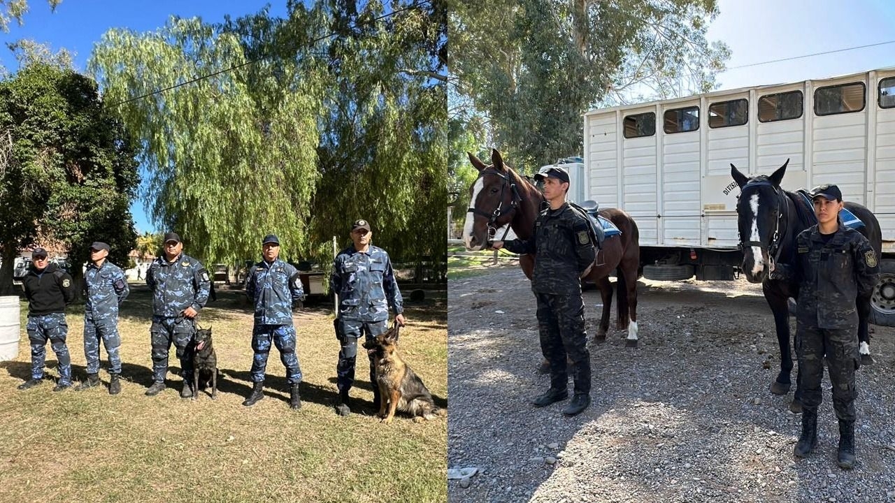 Cómo es por dentro el invaluable servicio de los perros y caballos de la Policía