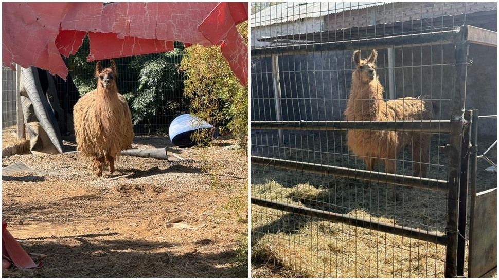 Una finca de Pocito tenía llamas, ciervos y aves exóticas sin permiso