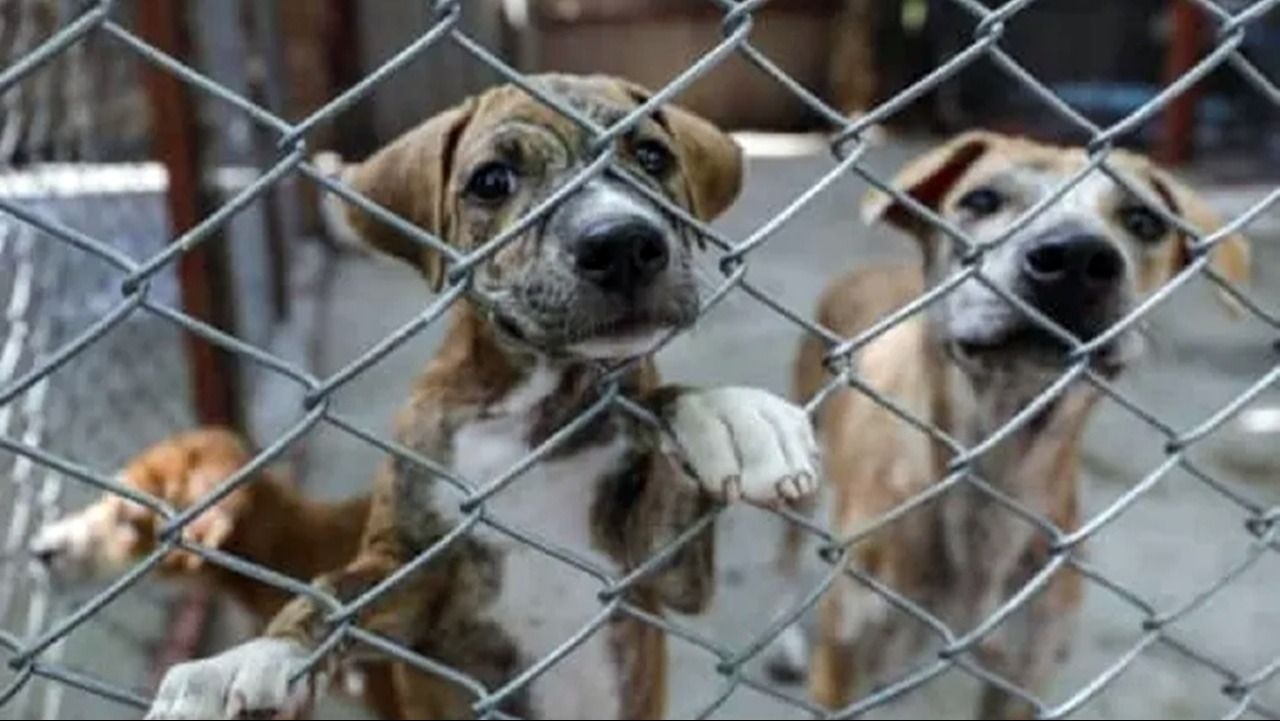 Crearon una fundación para llevar ante la Justicia casos de maltrato animal