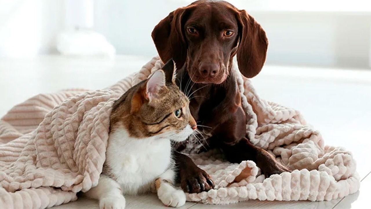 Cuáles son los cuidados clave para perros y gatos en invierno