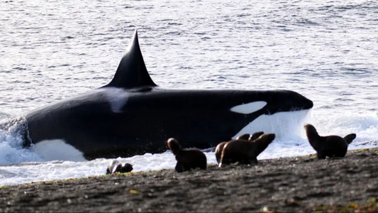 Las orcas volvieron a Península Valdés para brindar un show único natural
