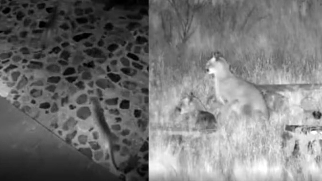 Impactante: tres pumas entraron a una casa y recorrieron el patio 