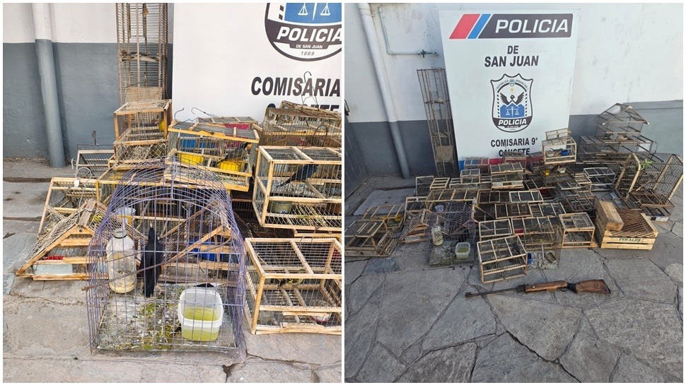 Operativo secuestró 28 aves en peligro de extinción
