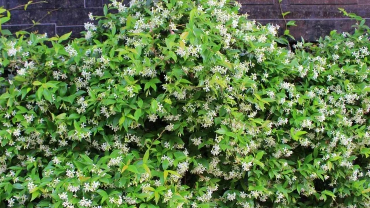 El jazmín de invierno, la planta recomendada que florece en pleno frío