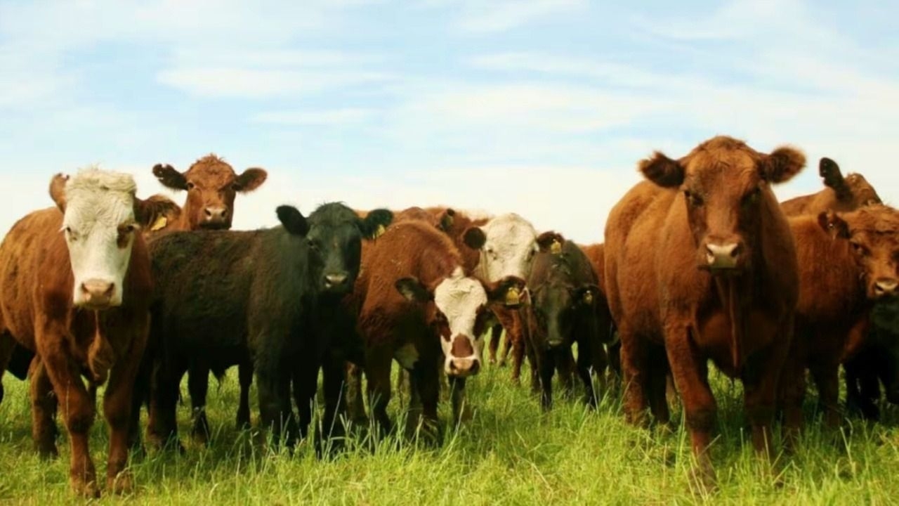 Una inversión extranjera impulsa la genética bovina en Argentina