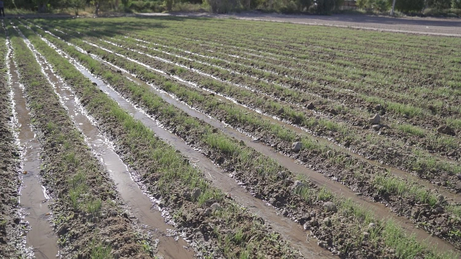 El agua para la agricultura se ha limitado en este último año en San Juan, estando los agricultores a la espera de ayudas y medidas por parte del gobierno provincial 