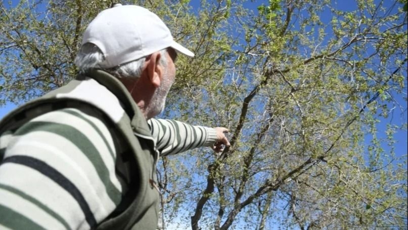El hombre que cayó de un árbol mientras podaba, falleció en el hospital