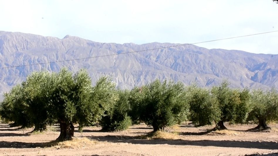 Venta de tierras INTA San Juan: el origen provincial es el blindaje