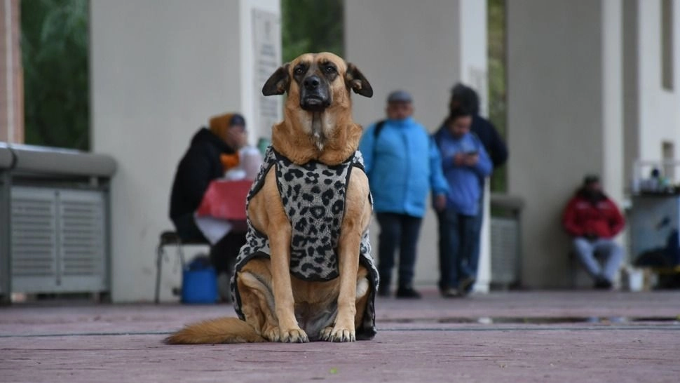 Con una máxima de 8ºC, así estará el tiempo este domingo 27 de julio 
