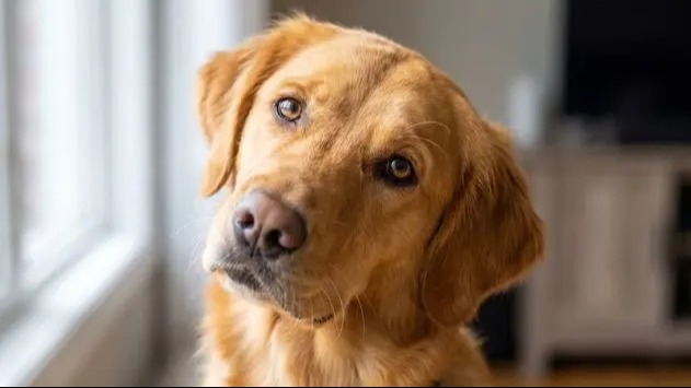 Qué significa que tu perro incline la cabeza cuando le hablás según la ciencia