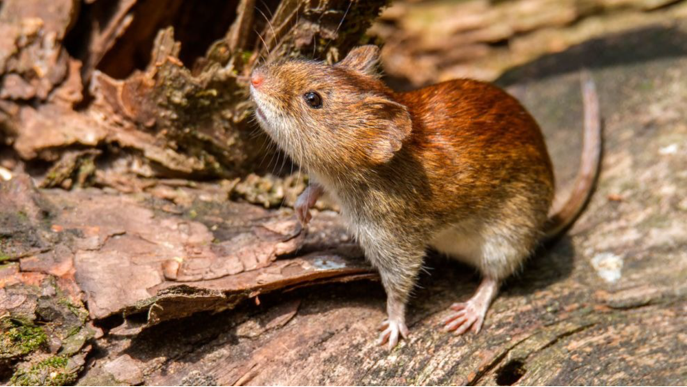 Qué es el hantavirus y cómo prevenir el contagio tras el brote en un crucero