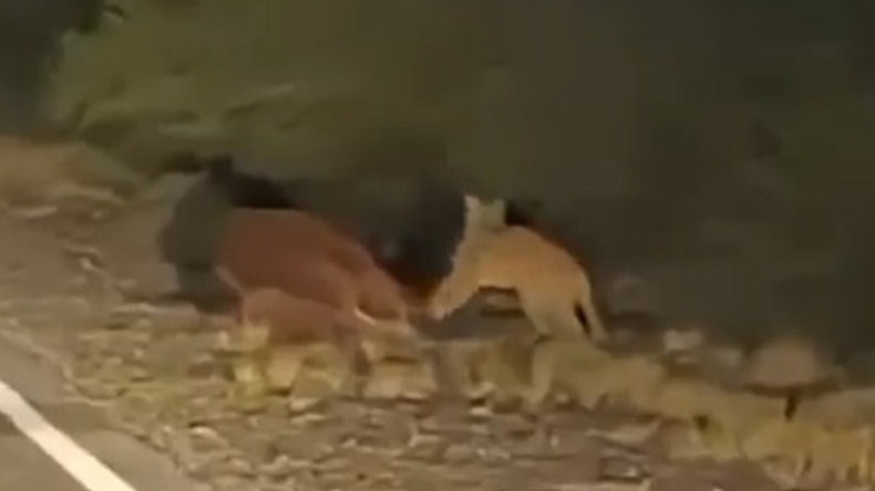 Un puma fue filmado mientras se alimentaba de un caballo atropellado