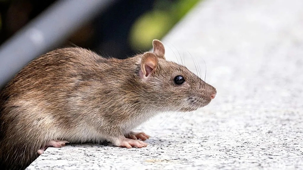 Síntomas, cómo se contagia y prevenciones por el hantavirus