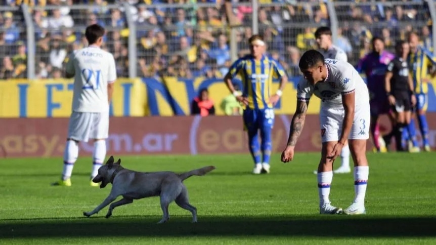 Un perro entró a la cancha en Central y "gambeteó" al personal de seguridad
