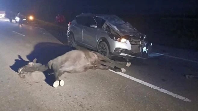 Una camioneta chocó contra un caballo en Sarmiento