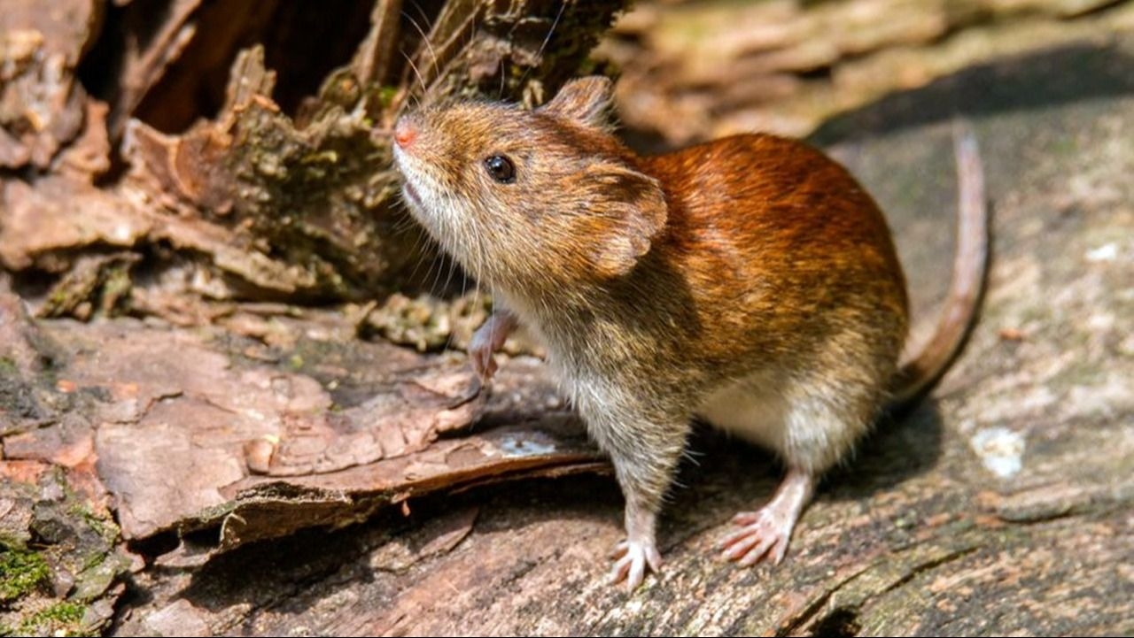 Confirmaron un caso de hantavirus y aislaron a toda una familia