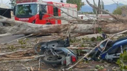 Un motociclista murió aplastado por un árbol tras el viento Zonda