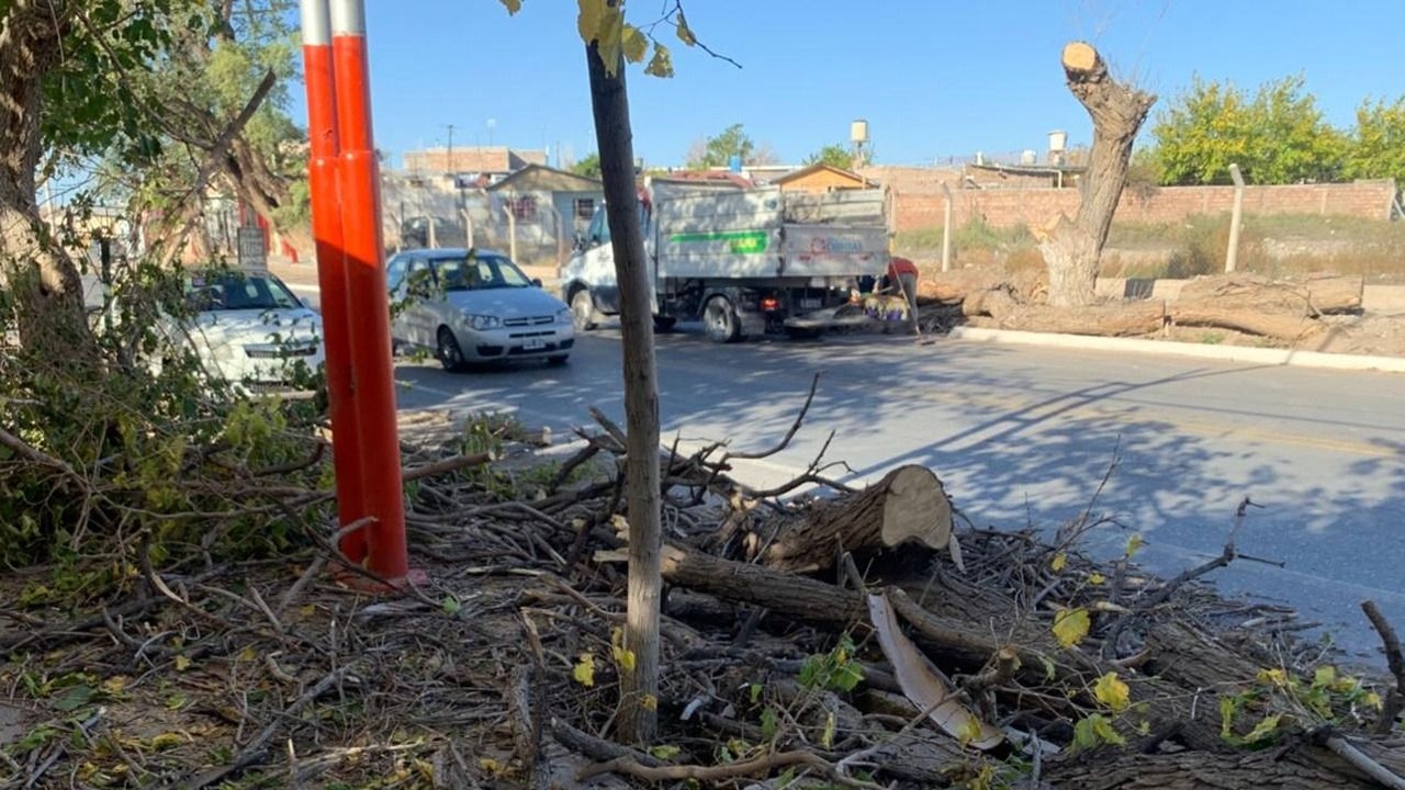 Vecina contó cómo se salvó su hijo de la caída de un árbol:  “Si pasaba alguien, lo mataba”