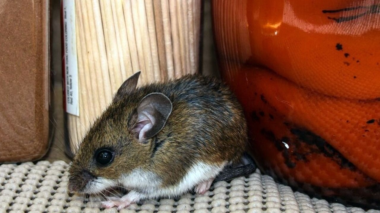 Desde Salud aseguran que la provincia se encuentra libre de casos de hantavirus