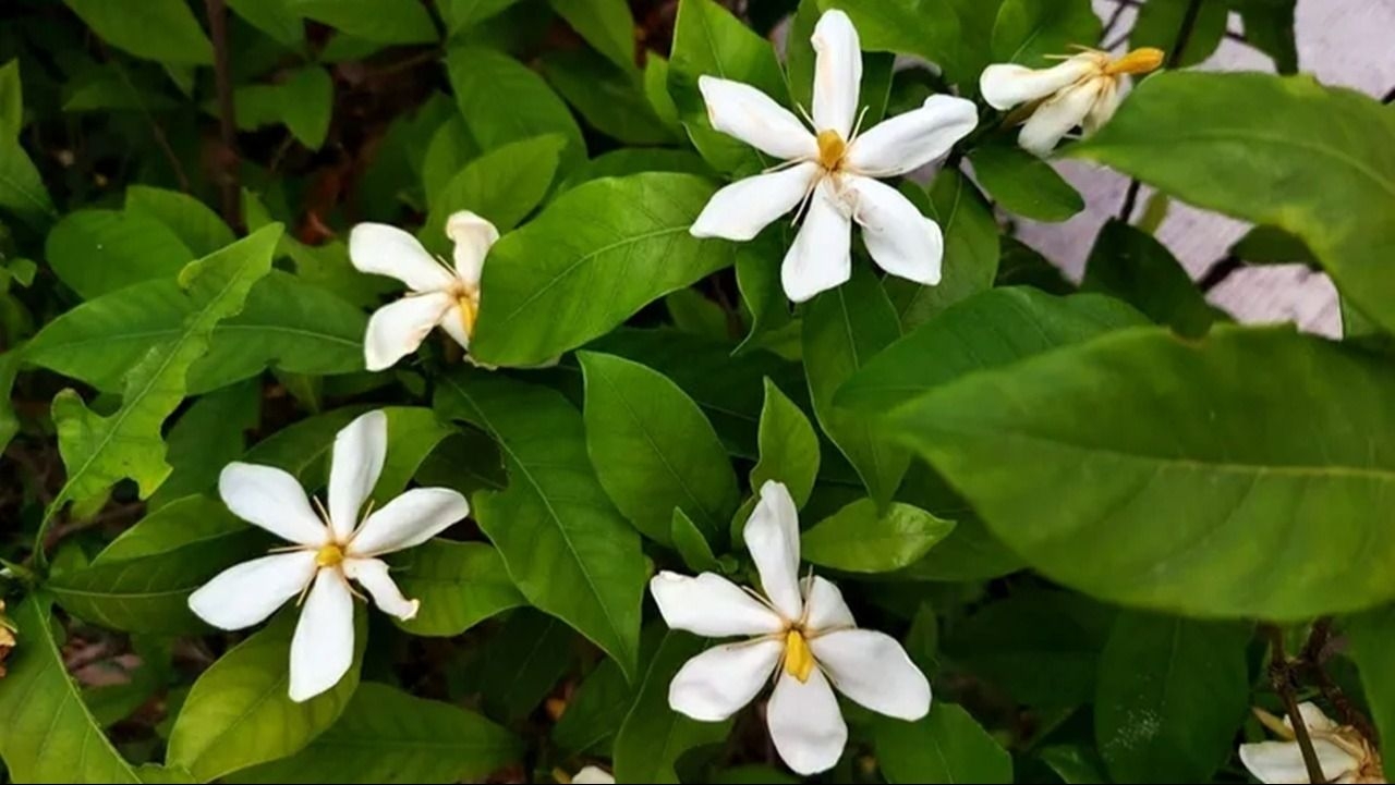 Cuál es la planta de flores blancas que perfuma la casa y resiste los días fríos