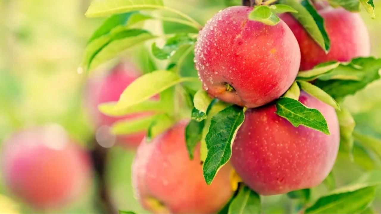 Qué árboles frutales conviene podar en mayo y cuáles no