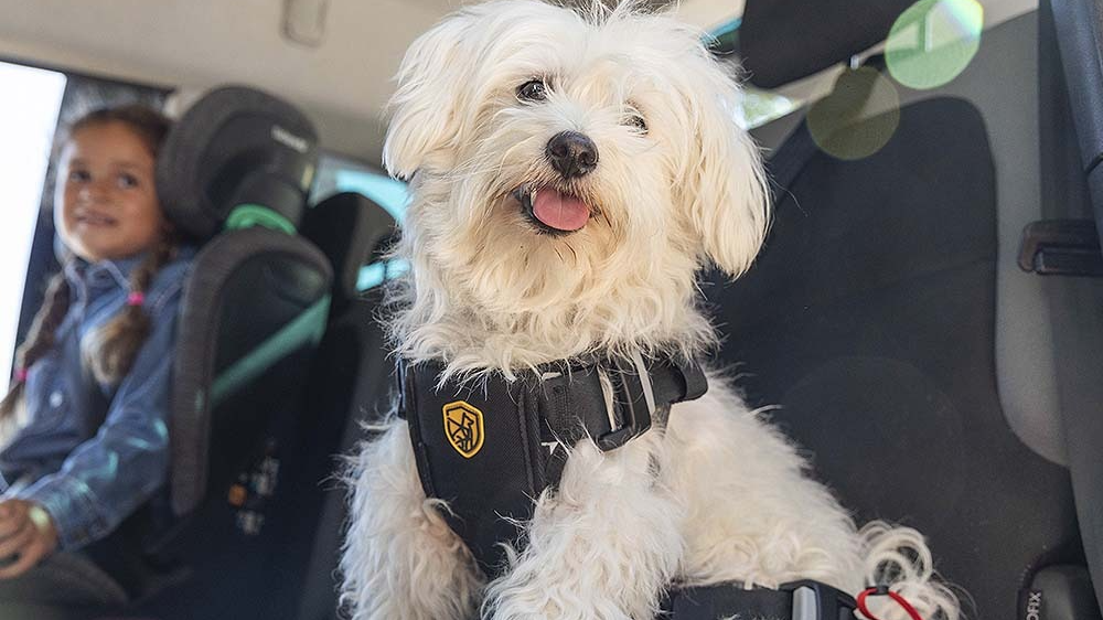 Tu mascota en el auto, lo que hacés mal y puede costarte una multa