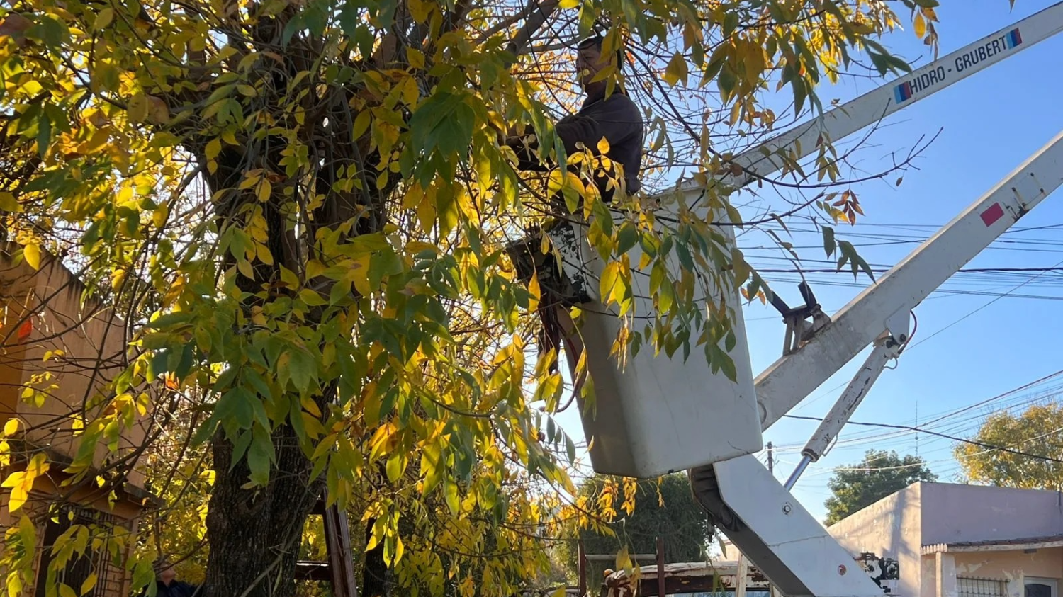 Instruyen a vecinos y municipios de San Juan sobre poda responsable para evitar multas