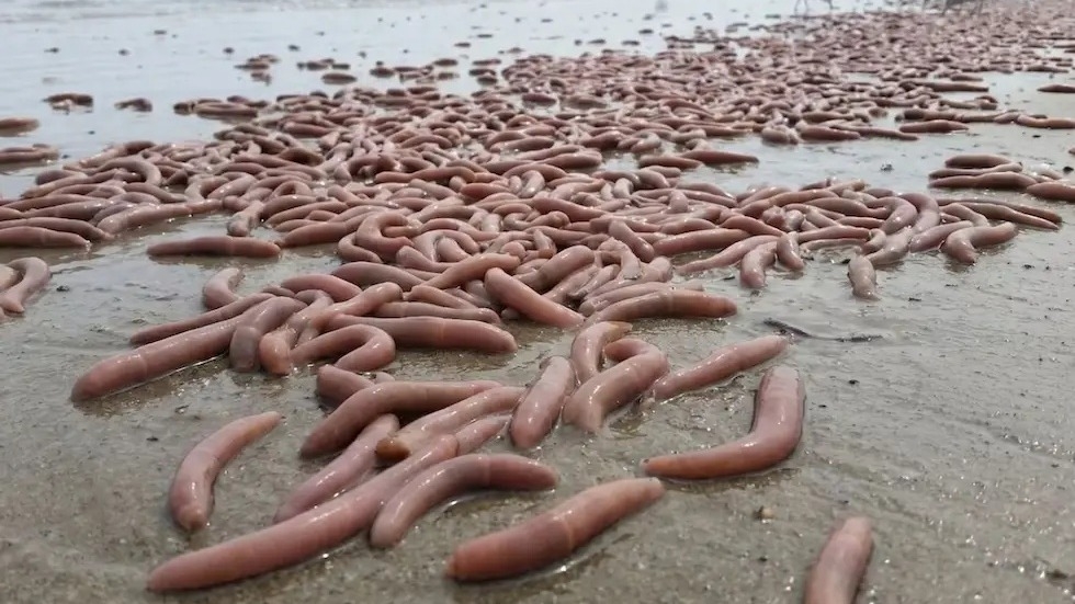 Qué es el pez pene que apareció en las costas de Chubut