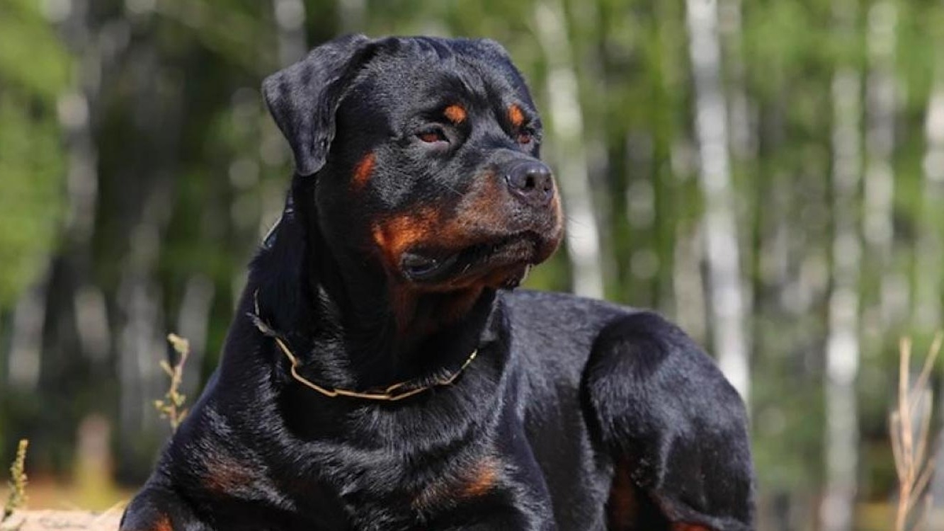 Cómo identificar perros peligrosos y evitar ataques mortales