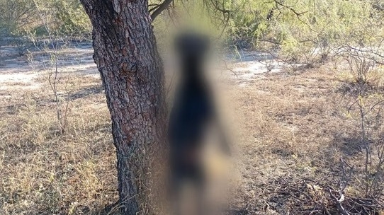 Ahorcaron de un árbol a una perra y abandonaron a sus cachorros