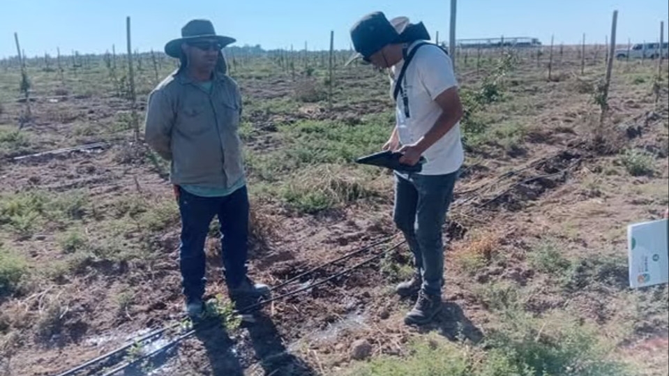 Detectan 40 trabajadores rurales sin registrar en una finca de pistacho en San Juan
