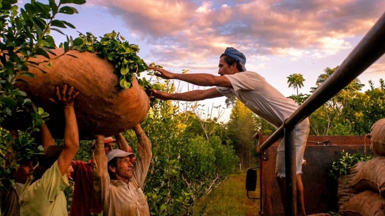 La crisis yerbatera golpea fuerte a Misiones