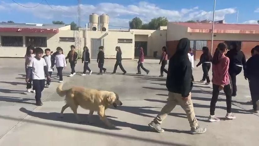El perrito estrella de los ensayos para el juramento a la Bandera