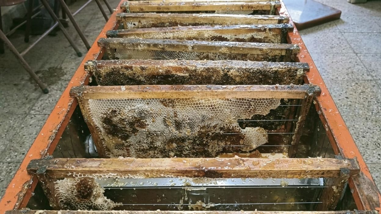 San Juan enfrenta un faltante de colmenas de abejas para polinizar cultivos