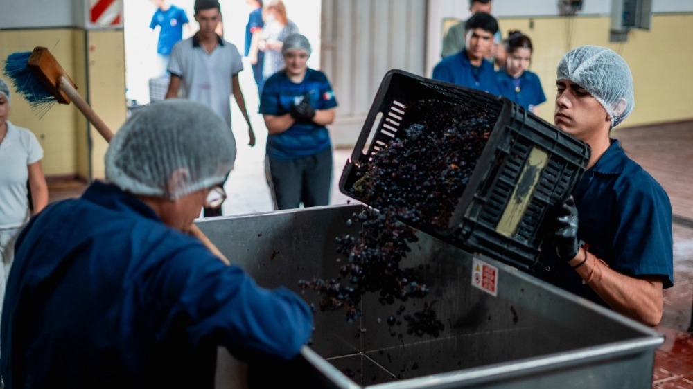Reactivaron la producción en la Escuela de Enología y proyectan vender sus productos