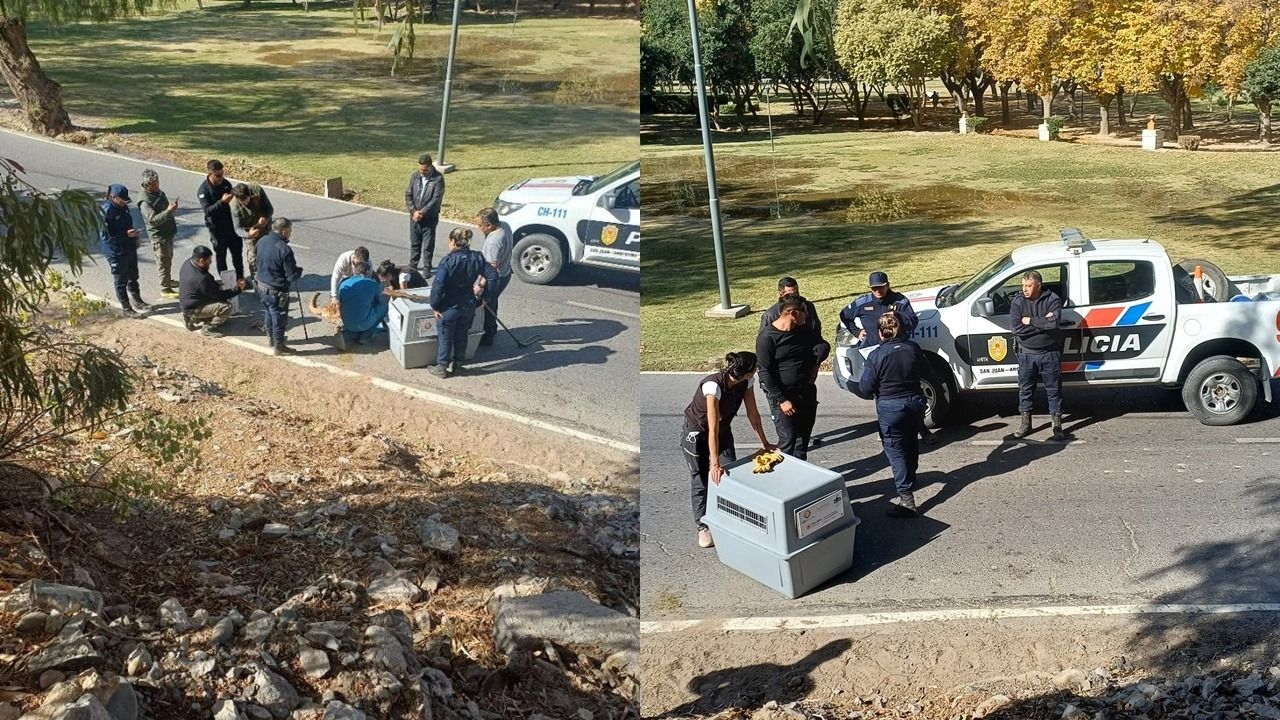 Rescataron a un puma en estado crítico en Rivadavia