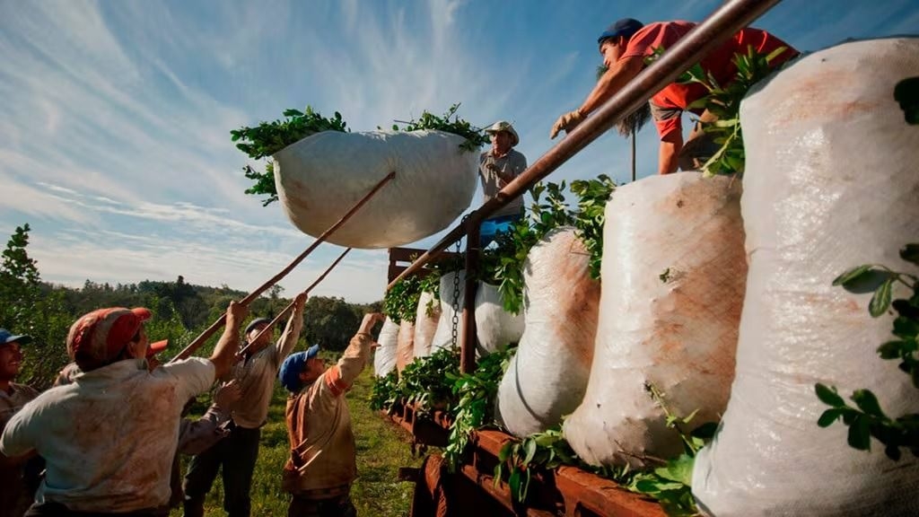 La producción de yerba mate argentina en una situación de profunda vulnerabilidad
