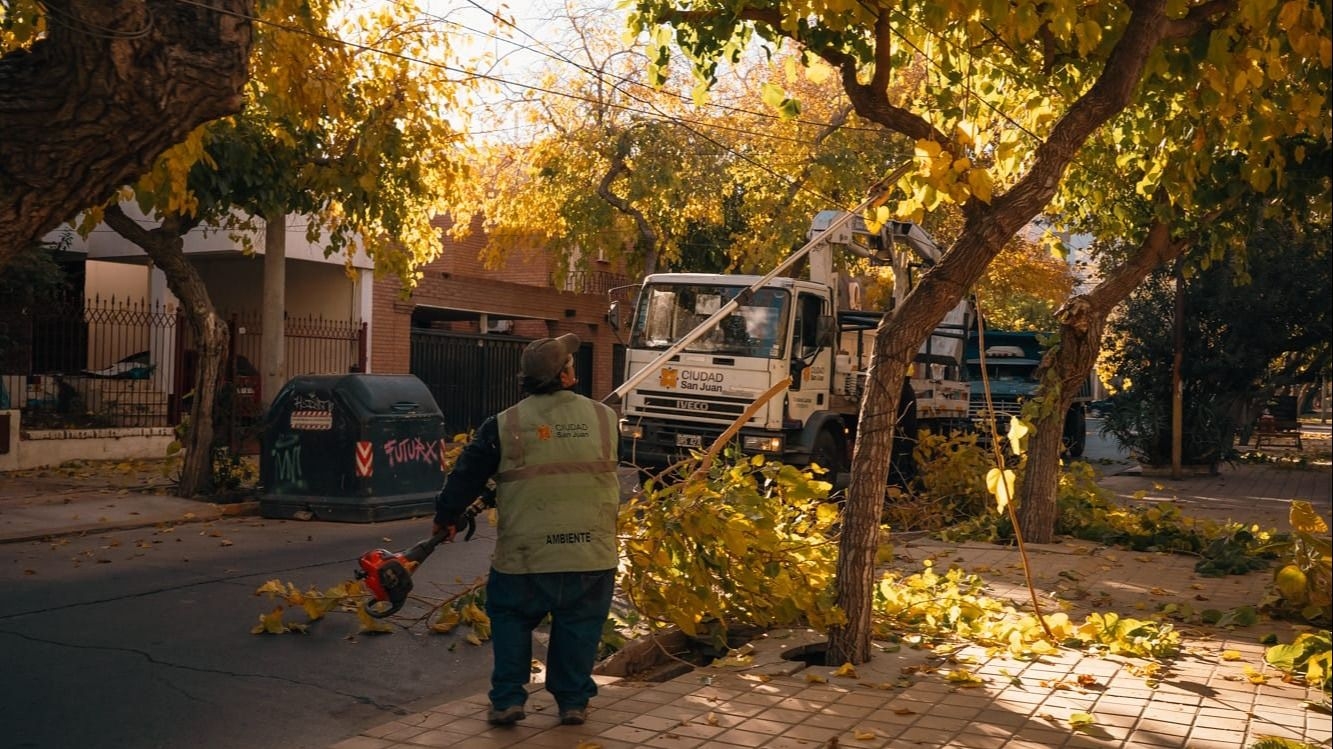 Conocé el cronograma semanal de trabajos de poda de árboles en Capital