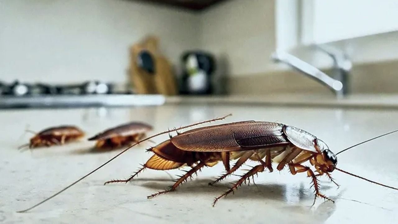 Las plantas que ayudan a ahuyentar cucarachas de forma natural