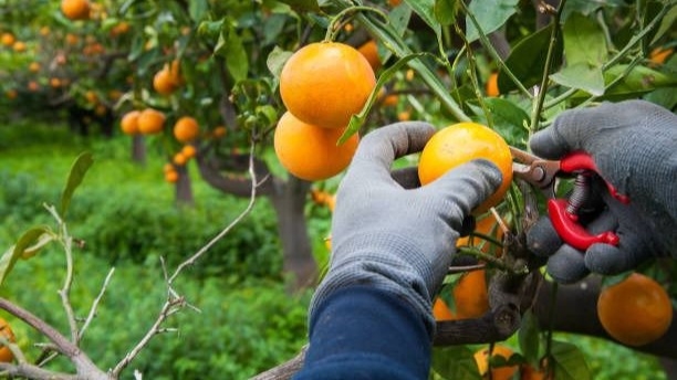 San Juan intensifica acciones para cuidar la producción cítrica