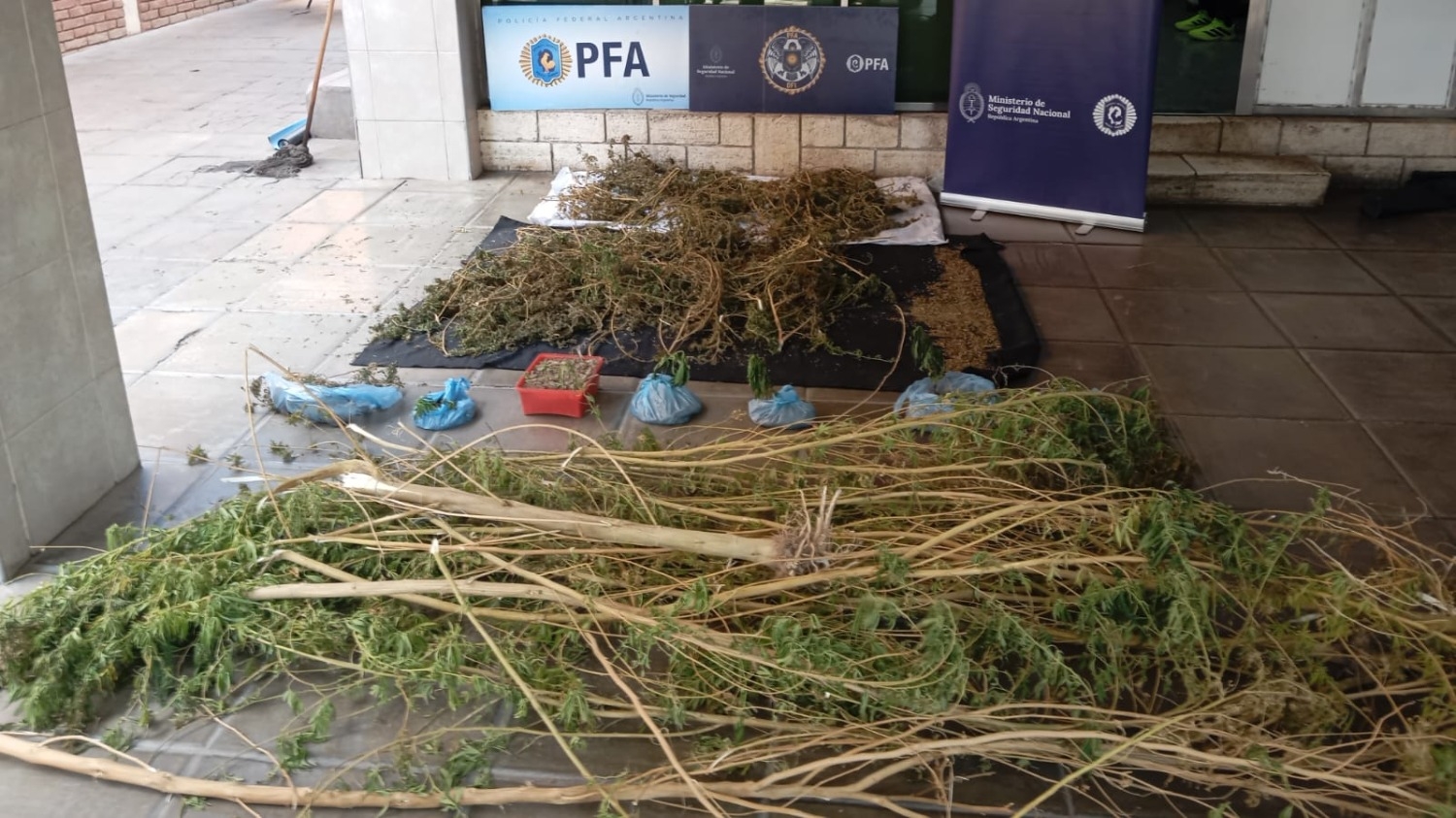 La Federal encontró una gran plantación de marihuana y hubo un detenido