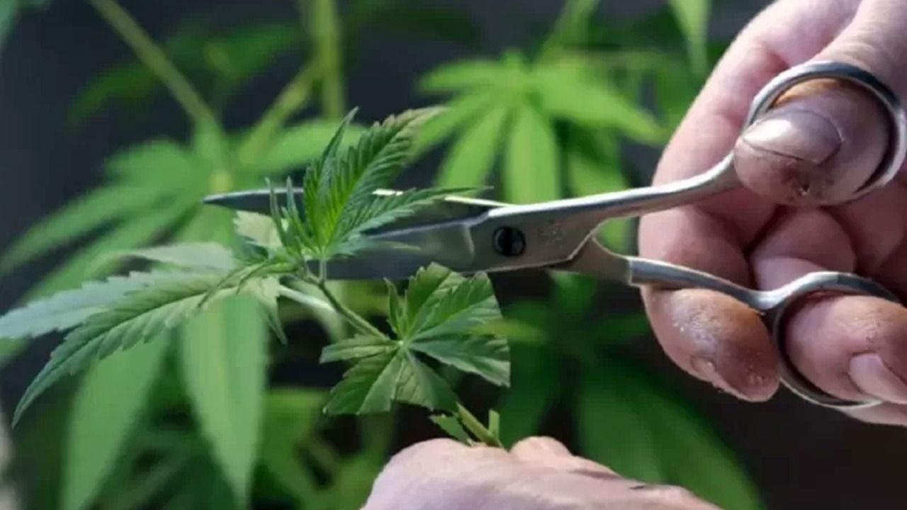 El Frente Izquierda presentó un proyecto para legalizar la marihuana en el país