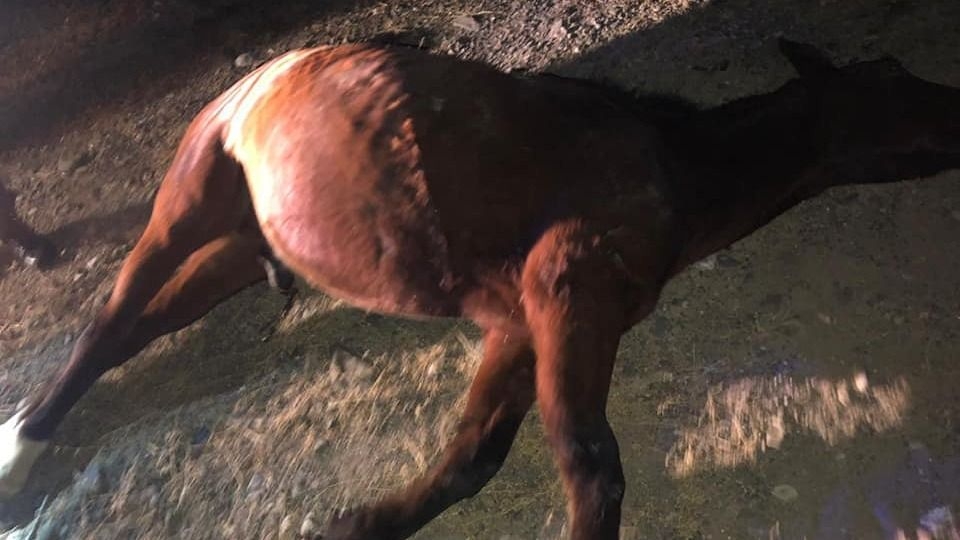 Alerta en Jáchal: otro accidente por animales sueltos deja un herido grave
