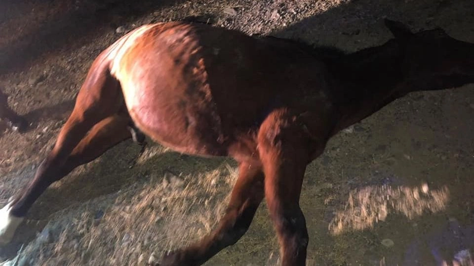 Alerta en Jáchal: otro accidente por animales sueltos deja un herido grave