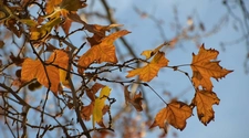 Otoño sin fenómenos climáticos extremos, así será esta estación según un meteorólogo