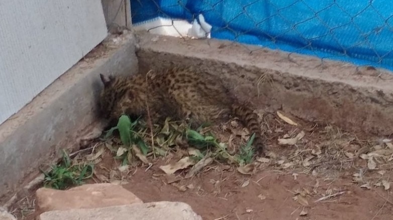 Dos cachorros de gato montés comienzan su rehabilitación en la Ciénaga