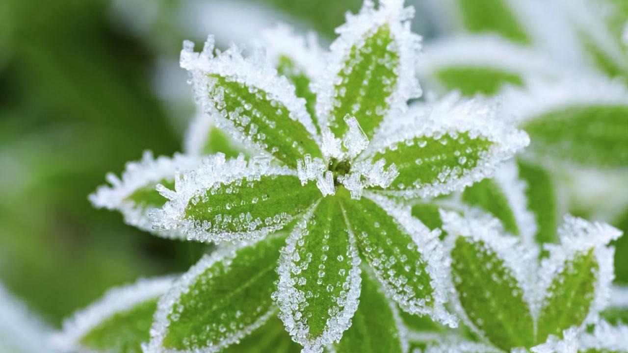 Protegé las plantas de las heladas invernales