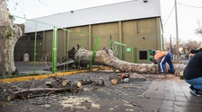 El viento Zonda tiró un árbol sobre el estacionamiento del Súper Vea